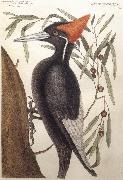 Catesby Mark Largest White Billed Woodpecker oil painting artist